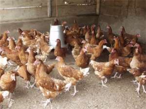 Govt asked to salvage poultry industry from collapse