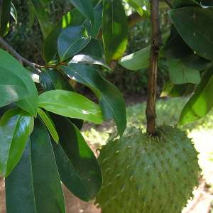 That Soursop Leaf You Sweep Away Could Be Fighting Prostate Cancer-New Ghanaian Study