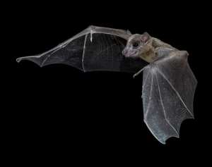 An Egyptian Fruit Bat in flight. - Source: Sherri and Brock Fenton