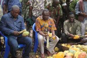 Cutting Down Sick Cocoa Trees, The Cost And Effect On Farmers