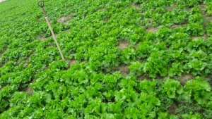 Climate change devastates farms in Anloga District