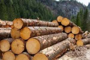 Illegal timber logging threatening Ghana's water sources