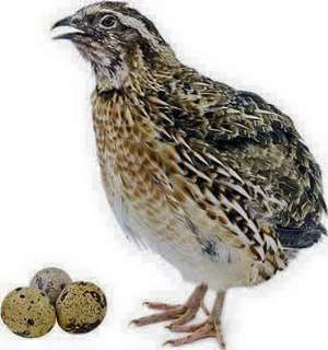 Tiny Eggs, Big Benefits: Why Quail Eggs Are Becoming Popular in Ghana and West African sub Region