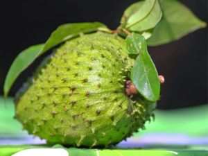 Fresh harvest soursop fruit with leaves.