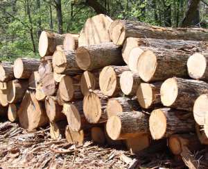 DCE Debunk Claims Of 20 Trucks Of Rosewood Hiding In Builsa South