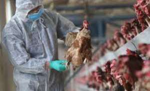 Bird Flu outbreak: Agric Ministry working to secure compensation for poultry farmers