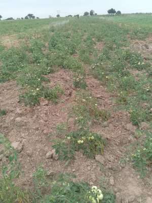 Ada farmers call for probe into dying tomato seedlings