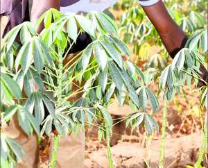 UHAS Research Reveals Cassava Leaves Could Help Protect the Body from Harmful Free Radicals