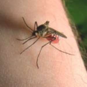Malaria Is Not Caused By Mosquitoes - Researcher