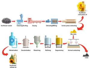 From Sunflower To Industry: How One Crop Can Build An Entire Economic Value Chain