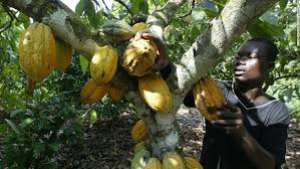More young people take to cocoa growing in Atwima-Nwabiagya