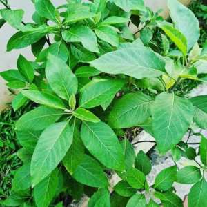 What Lies in Bitter Leaf? UHAS Student Searches for Antioxidant and Anticancer Activity