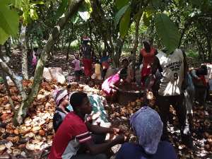 Be much glad; next year will be better —COCOBOD CEO to cocoa farmers