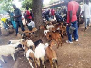 Goat And Sheep Sellers In Dorimon Seek Government Intervention