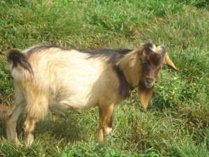 Chop bar operator arrested for stealing goat