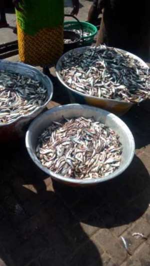 Low Market In Bumper Season: Sekondi Fishermen Worried