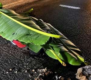 Man beaten to death after alleged machete attack on elderly woman at Tamso