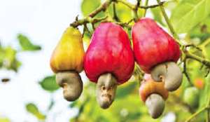 UNIDO, Ghana And Switzerland To Launch New Country Programme To Improve Quality, Standards Of Cashew, Oil Palm And Cocoa Exports