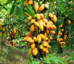 850,000 Tonnes Of Cocoa Expected In 201920 Season