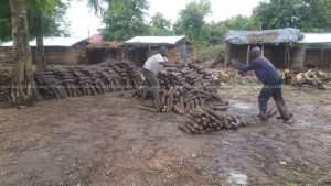 Atebubu Farmers Worried Over Low Yam Prices