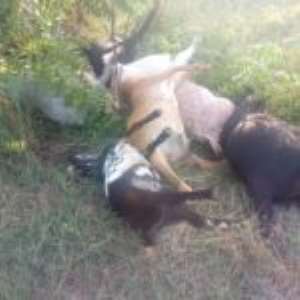 Goat Thievery High At Kpone-Katamanso
