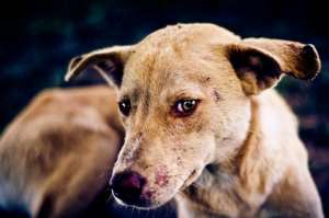 Rabies: Let's vaccinate dogs, keep them from straying — Veterinary Service