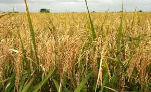 Africa's large rice imports is serious food security concern - Tijani