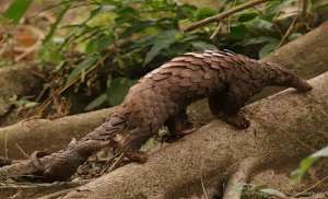 A mother white-bellied/tree pangolin with her baby in its natural habitat (www.worldlandtrust.org). Accessed on 26/10/2026