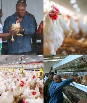 $270 Million Poultry Deal: Who Loses If Ghana Finally Stops Importing Chicken?