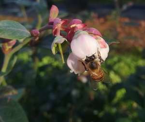 Researchers have found that honeybees are effective blueberry pollinators. - Source: Dr Keanu Martin