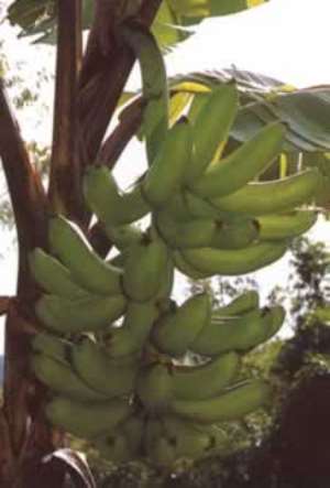 Mahama has collapsed Ghana; country now imports plantain from Ivory Coast – Akufo-Addo