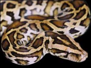 Pythons are not venomous and generally no threat to humans