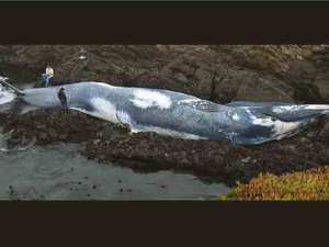 World's Largest Mammal Beached on Coast
