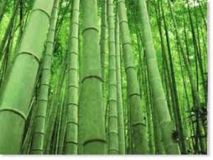 New Bamboo Charcoal Technology Promises to Jump-Start Africas Bioenergy Sector