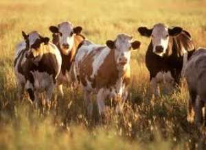 Sustainable cattle rearing in Ghana under threat