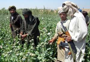 Afghans Talibans in poppy field(Source of opium)