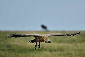 Vulture Safe Zone Alliance launched in Southern Africa