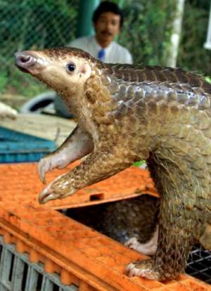 Completebanofwildlife usein traditional medicineis the only way to save pangolins says World Animal Protection