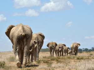 A report by the International Union for Conservation of Nature IUCN put Africa's total elephant population at around 415,000, a decline of around 111,000 over the past decade.  By Tony Karumba AFPFile