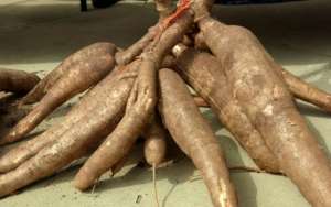 Nigerian farmers can now obtain free advisory services on cassava production via mobile phone