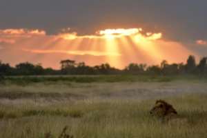 World Animal protection condemns the brutal Killing of six Lions in Kajiado County, Kenya