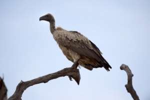 Ghanas Vanishing Vultures: A Silent Crisis with Deadly Consequences