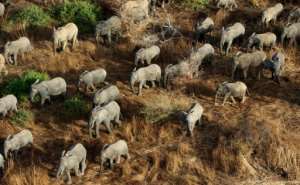 Africa’s wildlife is under threat, warns World Animal Protection