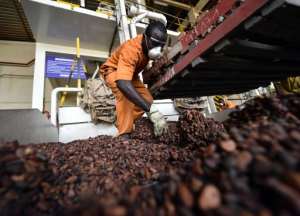 An employee of the CEMOI chocolate factory in Abidjan empties bags of cocoa beans onto a metal grate for cleaning.  By Sia Kambou AFP