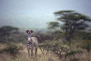 Habitat loss driven by human population growth, hunting and disease mean fewer than 2,500 Gervys zebras remain.  By Tony Karumba (AFP/File)