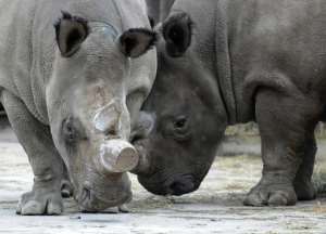Northern White Rhinos, Fatu and Nabiro, pictured at a zoo in Dvur Kralove, Prague, on  December 16, 2009.  By Michal Cizek AFPFile