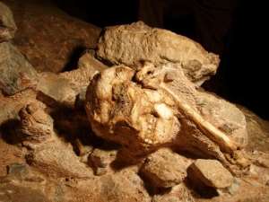 Fossil date boosts S.Africa claim as cradle of mankind