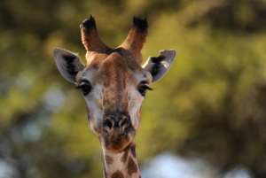 A giraffe at Kruger National Park in South Africa on June 21, 2010.  By Pierre-Philippe Marcou AFPFile