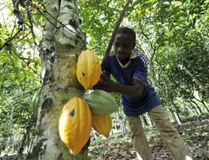 Picture taken on October 25, 2010 shows a young employee harvesting beans from a cocoa tree in Amichiakro in a cocoa plantation in Divo, Ivory Coast.  By Sia Kambou AFPFile