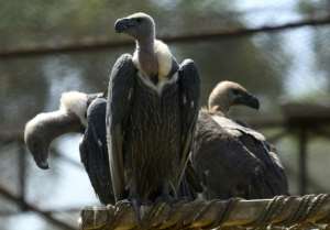 Sovereigns Of The Africas Skies Are Dying: The Unfolding Vulture Crisis